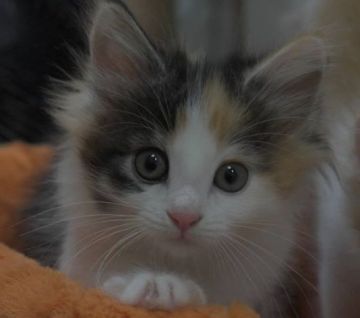 ノルウェージャンフォレストキャット【茨城県・女の子・2018年10月25日・ブラウンタビー&ホワイト(三毛)】の写真「すぐに一緒に暮らせます♪」