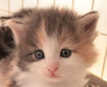 ノルウェージャンフォレストキャット【茨城県・女の子・2015年3月4日・ダイリュートキャリコ】の写真「」