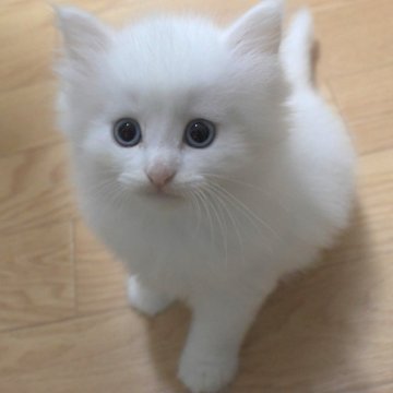 ノルウェージャンフォレストキャット【茨城県・女の子・2024年9月11日・ホワイト】の写真「NEW♪」