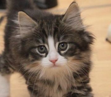 ノルウェージャンフォレストキャット【茨城県・男の子・2018年5月9日・ブラウンマッカレルタビー&ホワイト】の写真「バランス◎イケメン間違い無し♪」