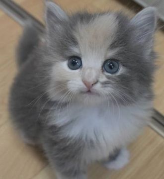 ノルウェージャンフォレストキャット【茨城県・女の子・2018年10月29日・ブルーパッチドタビー&ホワイト(淡い三毛)】の写真「ぽわっとした雰囲気の女の子♪」