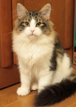 ノルウェージャンフォレストキャット【茨城県・男の子・2013年8月22日・ブラウンタビー&ホワイト】の写真「端正な顔立ちのイケメンです！」