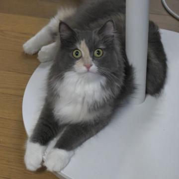 ノルウェージャンフォレストキャット【茨城県・女の子・2022年3月6日・ダイリュートキャリコ】の写真「モフモフちゃん♪」