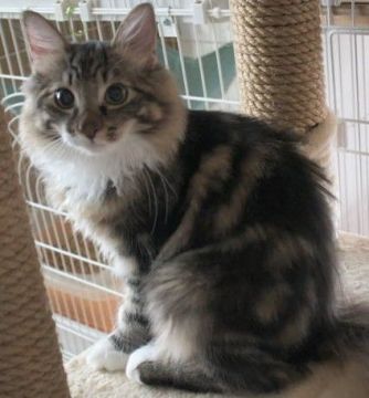 ノルウェージャンフォレストキャット【茨城県・男の子・2019年9月30日・ブラウンクラシックタビー&ホワイト】の写真「甘えたん坊な素敵な男の子♪」