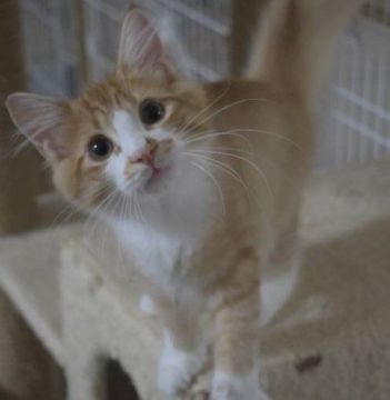 ノルウェージャンフォレストキャット【茨城県・男の子・2019年11月3日・レッドマッカレルタビー&ホワイト】の写真「大きなお手々♪優しい男の子(^_^)」