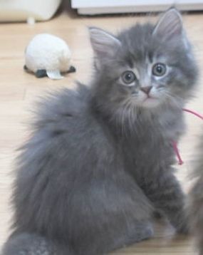 ノルウェージャンフォレストキャット【茨城県・女の子・2018年11月18日・ブルーマッカレルタビー】の写真「可憐なお顔の女の子♪」