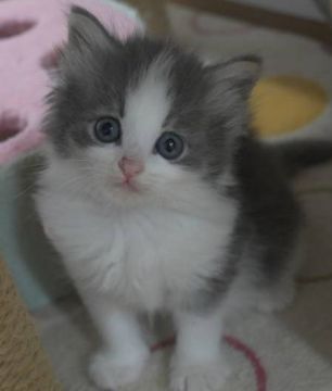 ノルウェージャンフォレストキャット【茨城県・女の子・2019年5月19日・ブルーマッカレルタビー&ホワイト】の写真「小ぶりな女の子♪大きな瞳が可愛い子♫」