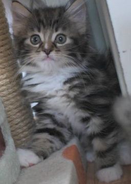 ノルウェージャンフォレストキャット【茨城県・男の子・2020年4月18日・ブラウンタビー&ホワイト】の写真「人懐っこい感じの男の子♪」