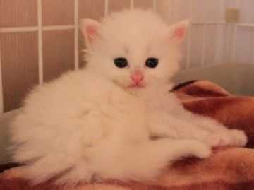 ノルウェージャンフォレストキャット【茨城県・男の子・2018年8月5日・ホワイト】の写真「丸顔の可愛い感じのお顔です♪」