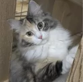 ノルウェージャンフォレストキャット【茨城県・女の子・2023年6月20日・ブラウンパッチドタビー&ホワイト】の写真1「2/7撮影分賢い元気いっぱいな女の子♪」