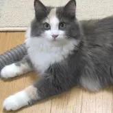 ノルウェージャンフォレストキャット【茨城県・女の子・2024年4月7日・ダイリュートキャリコ】の写真1「抱っこ大好き！！甘ったれ♪性格◎な女の子♪」