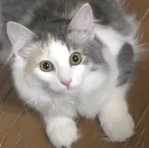 ノルウェージャンフォレストキャット【茨城県・女の子・2024年6月13日・ブルーパッチドタビー&ホワイト】の写真1