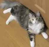 ノルウェージャンフォレストキャット【茨城県・女の子・2023年6月20日・ブラウンパッチドタビー&ホワイト】の写真2「2/7撮影分」