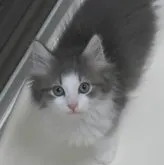 ノルウェージャンフォレストキャット【茨城県・男の子・2023年8月20日・ブルーマッカレルタビー&ホワイト】の写真2「10/23撮影分」