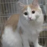 ノルウェージャンフォレストキャット【茨城県・男の子・2022年6月25日・クリームタビー&ホワイト】の写真2「2/9撮影分おとなしいタイプの男の子♪優しくて甘えん坊です！」