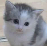 ノルウェージャンフォレストキャット【茨城県・女の子・2024年8月22日・ブルーシルバーマッカレルタビー&ホワイト】の写真2