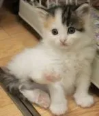 ノルウェージャンフォレストキャット【茨城県・女の子・2016年9月14日・ブラウンパッチドマッカレルタビー&ホワイト】の写真2