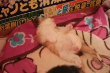ノルウェージャンフォレストキャット【茨城県・男の子・2015年7月7日・レッドマッカレルタビー&ホワイト】の写真2「へそ天で寝る子♪」