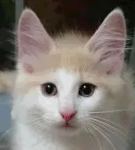 ノルウェージャンフォレストキャット【茨城県・男の子・2016年6月15日・クリームマッカレルタビー&ホワイト】の写真3