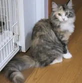 ノルウェージャンフォレストキャット【茨城県・女の子・2023年6月20日・ブラウンパッチドタビー&ホワイト】の写真3「11/12撮影分」