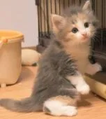 ノルウェージャンフォレストキャット【茨城県・女の子・2018年9月18日・ブルーパッチドマッカレルタビー&ホワイト(三毛)】の写真3