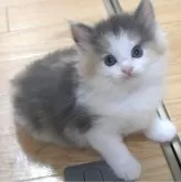 ノルウェージャンフォレストキャット【茨城県・女の子・2024年7月13日・ダイリュートキャリコ】の写真5