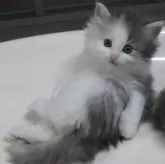 ノルウェージャンフォレストキャット【茨城県・女の子・2024年6月13日・ブルーパッチドタビー&ホワイト】の写真4