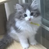 ノルウェージャンフォレストキャット【茨城県・女の子・2024年11月16日・ブルーマッカレルタビー&ホワイト】の写真4