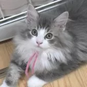 ノルウェージャンフォレストキャット【茨城県・男の子・2025年7月25日・ブルーマッカレルタビー&ホワイト】の写真12