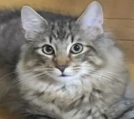 ノルウェージャンフォレストキャット【茨城県・男の子・2025年4月9日・ブラウンタビ-】の写真6