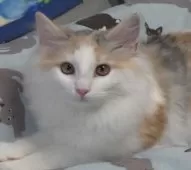 ノルウェージャンフォレストキャット【茨城県・女の子・2025年4月9日・シルバーパッチドマッカレルタビ-&ホワイト】の写真2