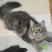 ノルウェージャンフォレストキャット【茨城県・男の子・2025年4月9日・ブラウンタビ-】の写真5
