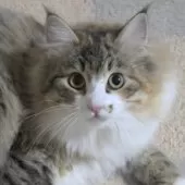 ノルウェージャンフォレストキャット【茨城県・女の子・2024年11月19日・ブラウンパッチドマッカレルタビー&ホワイト】の写真3