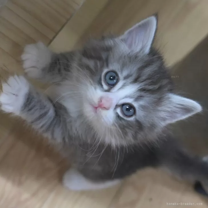ID：2502-00477の子猫