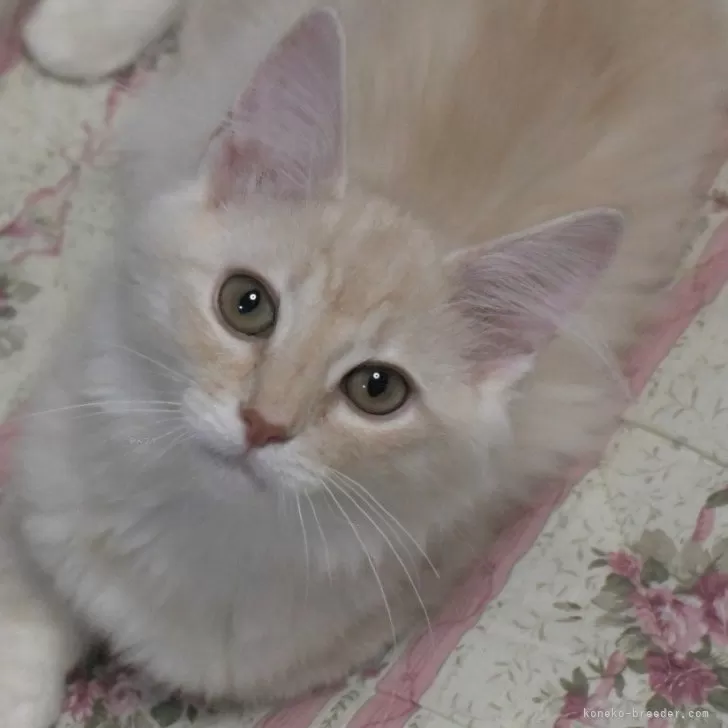 ID：2412-00180の子猫