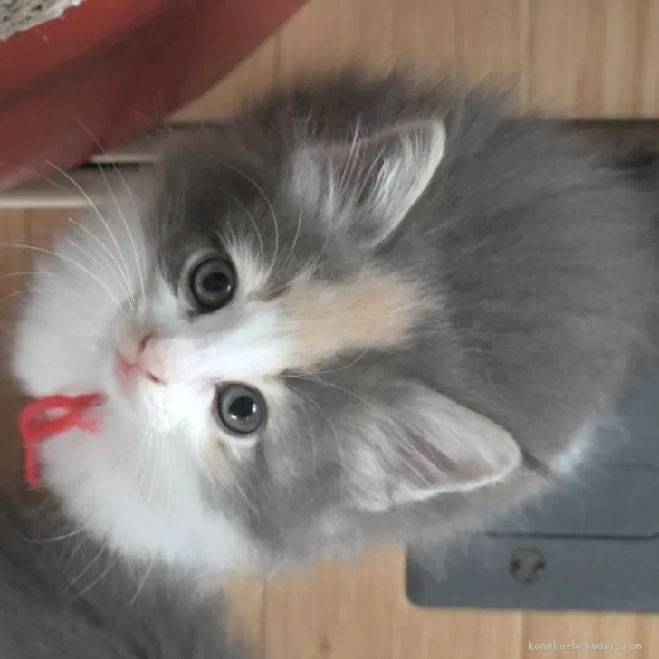 S.K 様のお迎えした子猫