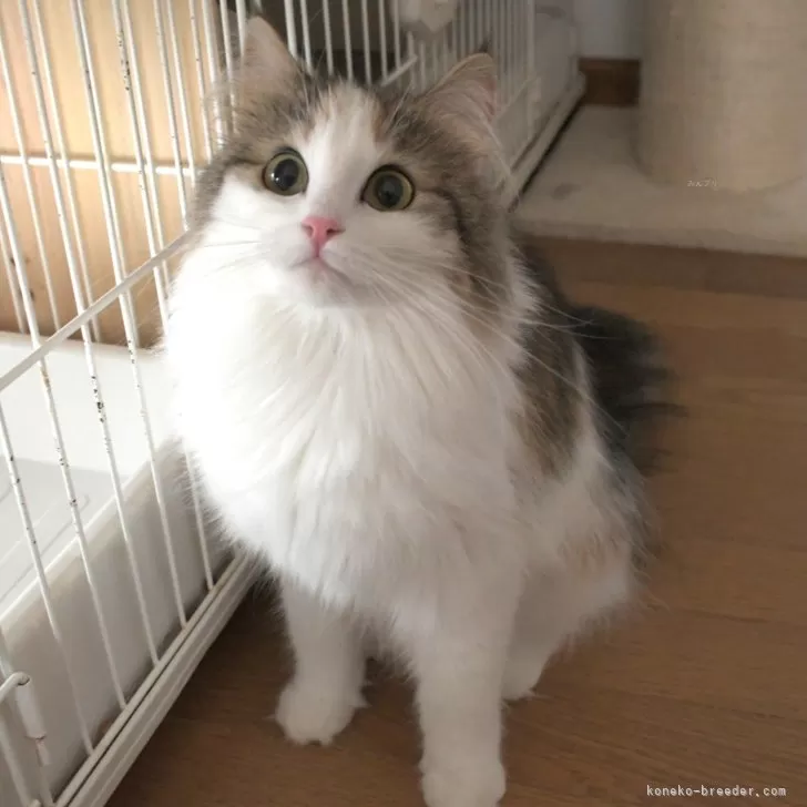 ID:2404-03593の子猫