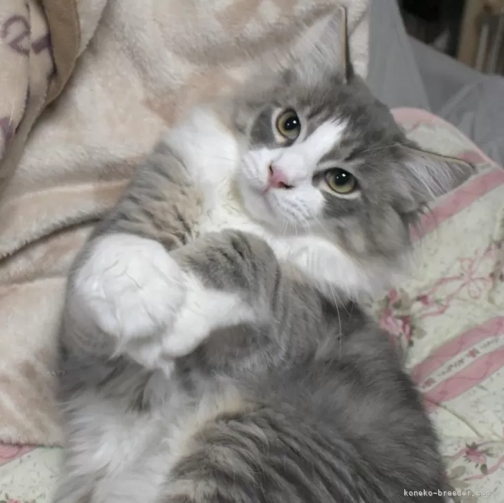 ID：2409-01680の子猫
