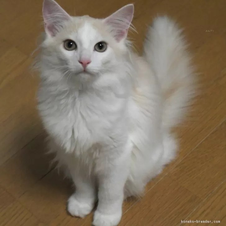 ノルウェージャンフォレストキャット【茨城県・男の子・2025年7月9日・クリームマッカレルタビー&amp;ホワイト】の写真1「写真よりとっても可愛い子♥」