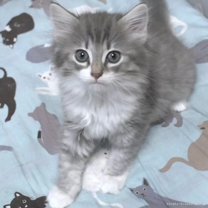 ID：2505-03276の子猫