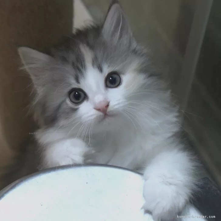 ID:2412-02622の子猫
