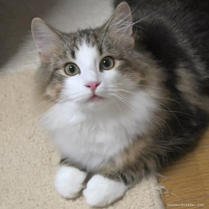 ID：2505-00925の子猫