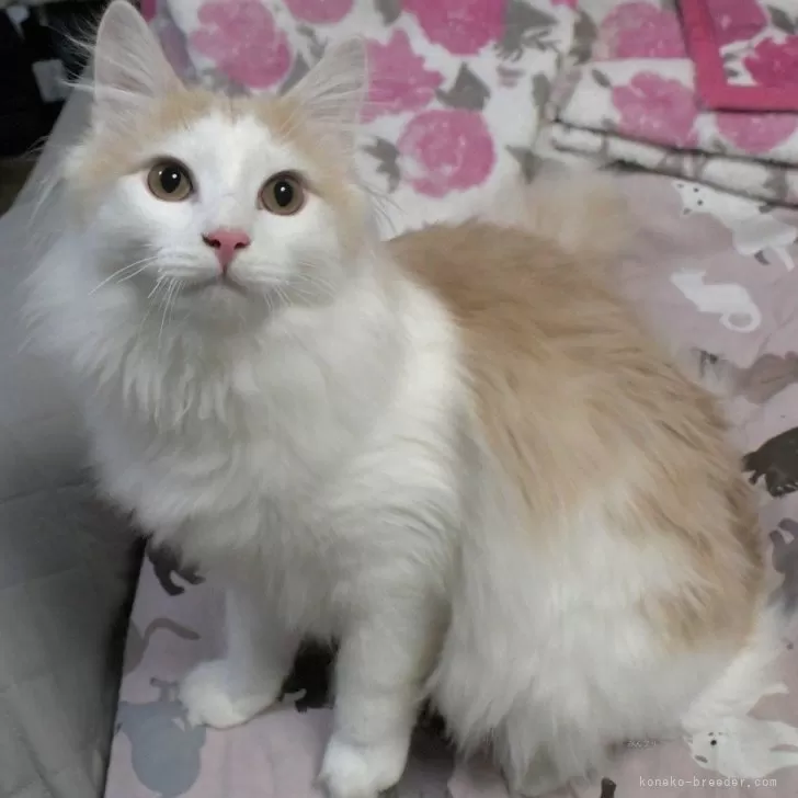 たろう 様のお迎えした子猫