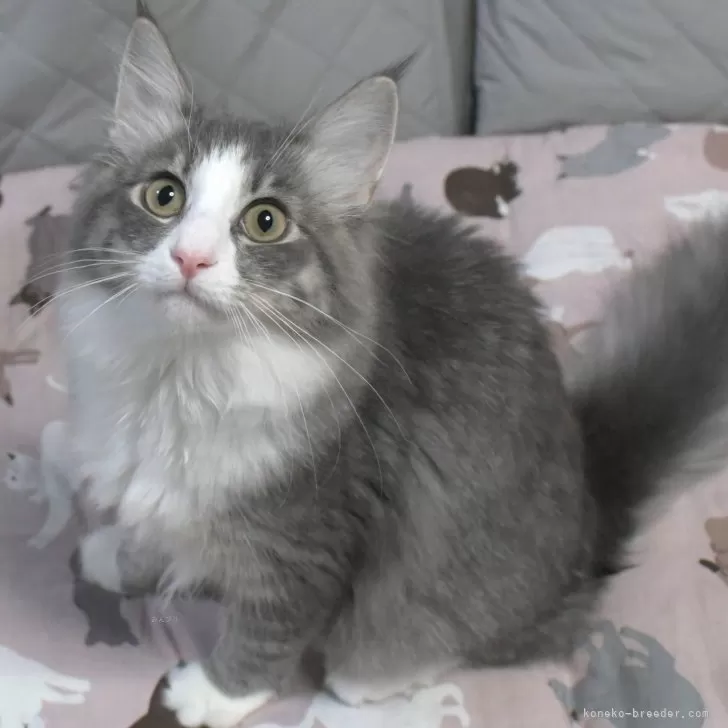 かおる 様のお迎えした子猫