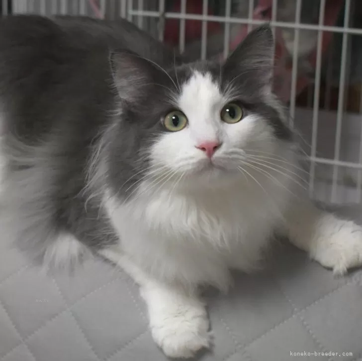 R.K 様のお迎えした子猫