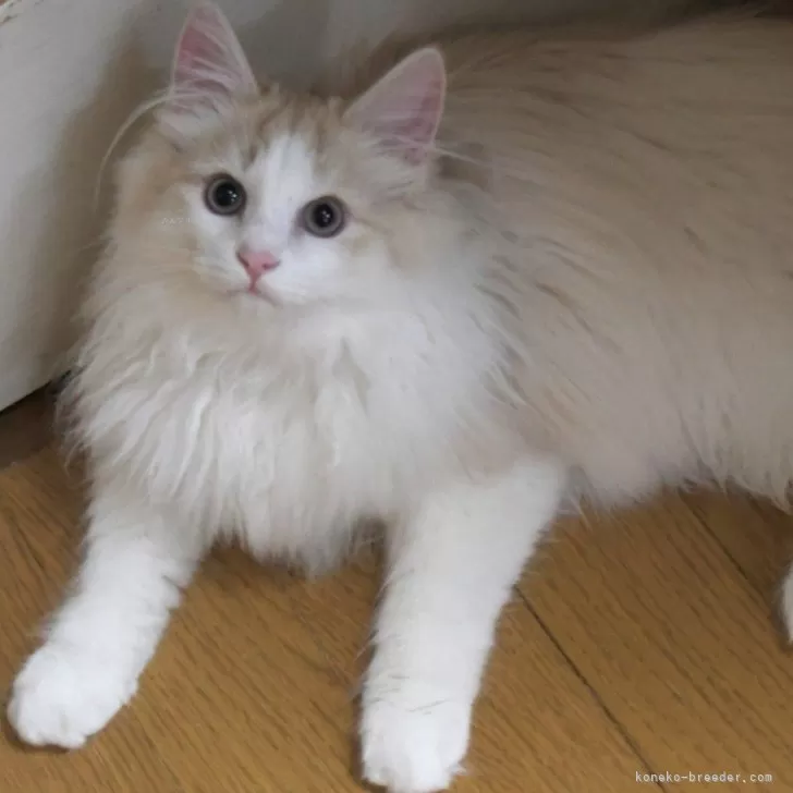 ID:2410-00083の子猫