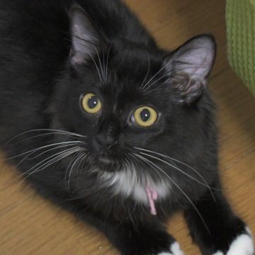 ノルウェージャンフォレストキャット【茨城県・女の子・2025年6月27日・ブラック&ホワイト】の写真「甘ったれで可愛らしい♪」