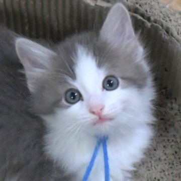 ノルウェージャンフォレストキャット【茨城県・男の子・2025年9月2日・ブルーマッカレルタビー&ホワイト】の写真「NEW♪」