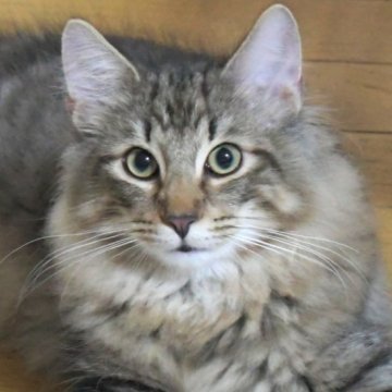 ノルウェージャンフォレストキャット【茨城県・男の子・2025年4月9日・ブラウンタビ-】の写真「ワイルド系イケメン♪ザ・ノルウェージャン！！」