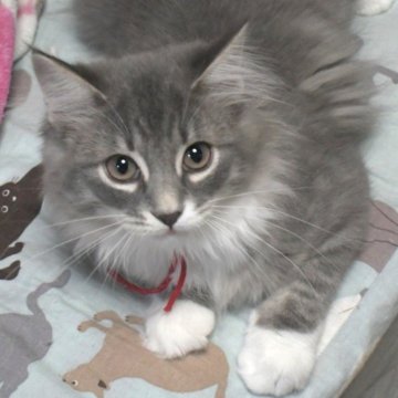 ノルウェージャンフォレストキャット【茨城県・女の子・2025年7月25日・ブルーマッカレルタビー&ホワイト】の写真「相性の良い子・ひとめぼれの子etcを探しに♪」